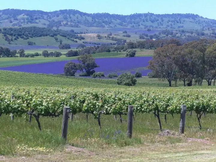 Barossa Valley near Lyndoch